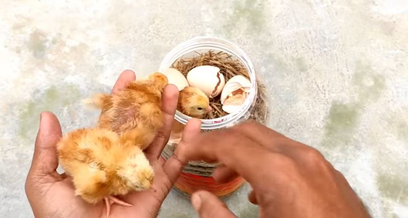 نحوه ساخت دستگاه جوجه کشی خانگی با جعبه پلاستیکی