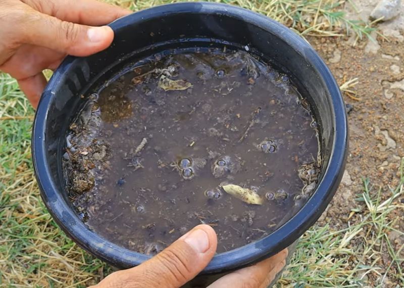 آموزش کاشت هسته هلو و رازهای تبدیل آن به درخت بارور در حیاط و بالکن
