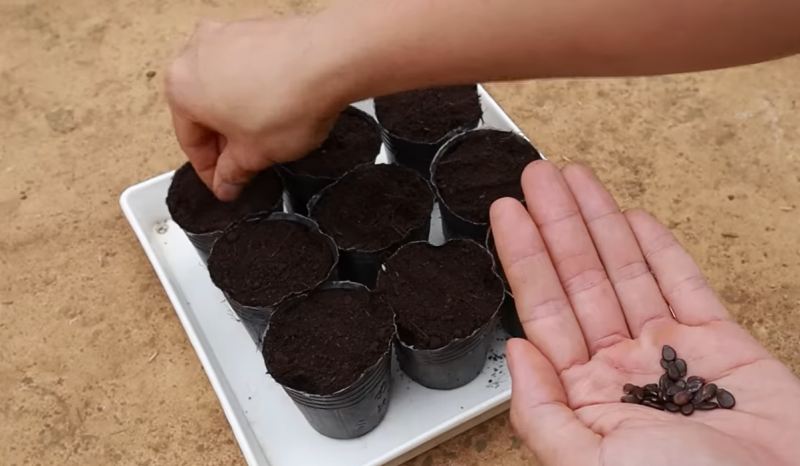 نحوه کاشت هندوانه شیرین و آبدار روی پشت بام و بالکن