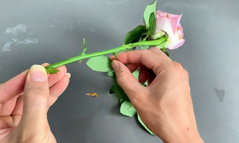 نحوه قلمه زدن و احیای شاخه گل رز پژمرده در ۷ روز