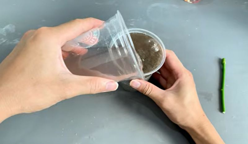 نحوه قلمه زدن و احیای شاخه گل رز پژمرده در ۷ روز