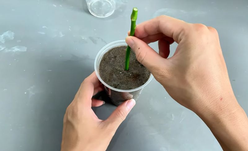 نحوه قلمه زدن و احیای شاخه گل رز پژمرده در ۷ روز