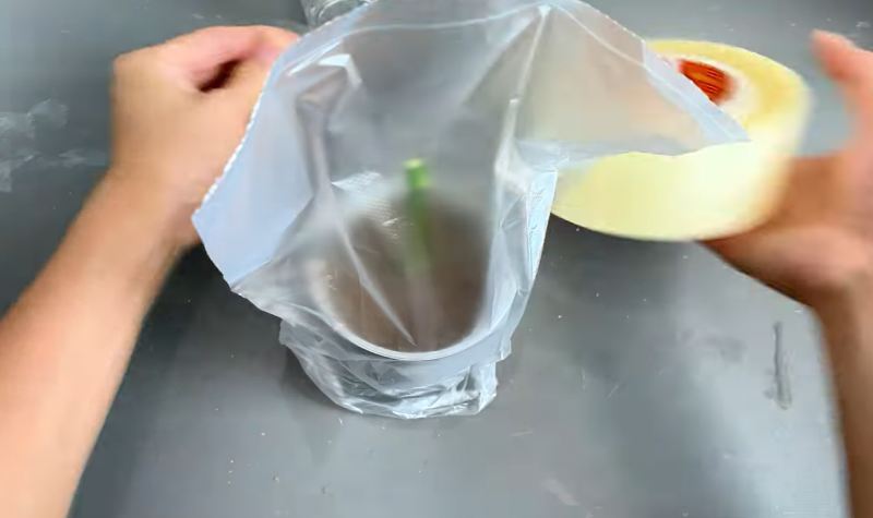 نحوه قلمه زدن و احیای شاخه گل رز پژمرده در ۷ روز
