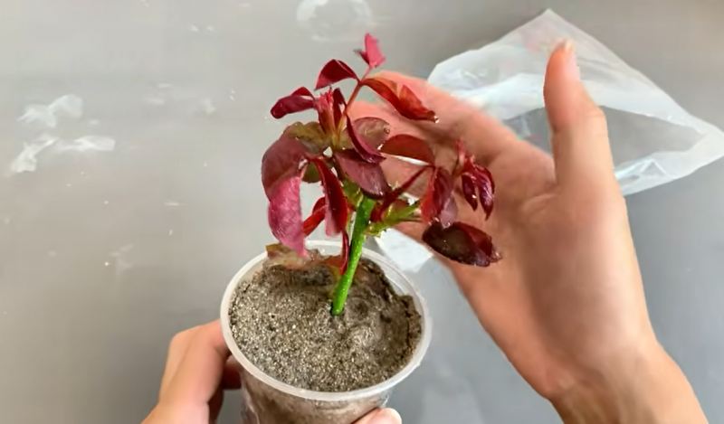 نحوه قلمه زدن و احیای شاخه گل رز پژمرده در ۷ روز