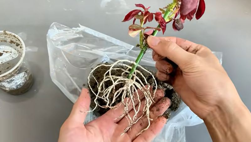 نحوه قلمه زدن و احیای شاخه گل رز پژمرده در ۷ روز