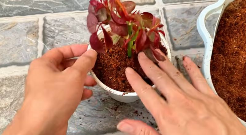 نحوه قلمه زدن و احیای شاخه گل رز پژمرده در ۷ روز