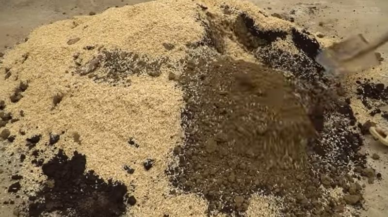 راهنمای کامل کاشت هندوانه شیرین و بزرگ در بالکن و پشت بام