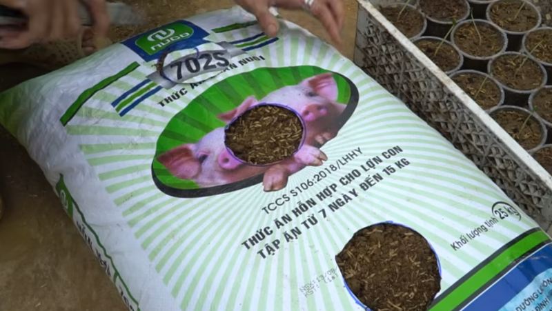 راهنمای کامل کاشت هندوانه شیرین و بزرگ در بالکن و پشت بام