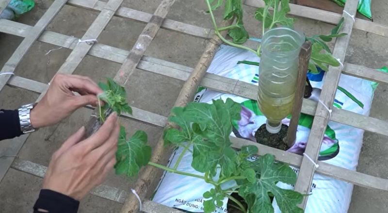 راهنمای کامل کاشت هندوانه شیرین و بزرگ در بالکن و پشت بام
