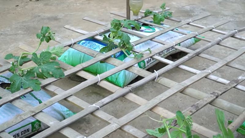 راهنمای کامل کاشت هندوانه شیرین و بزرگ در بالکن و پشت بام