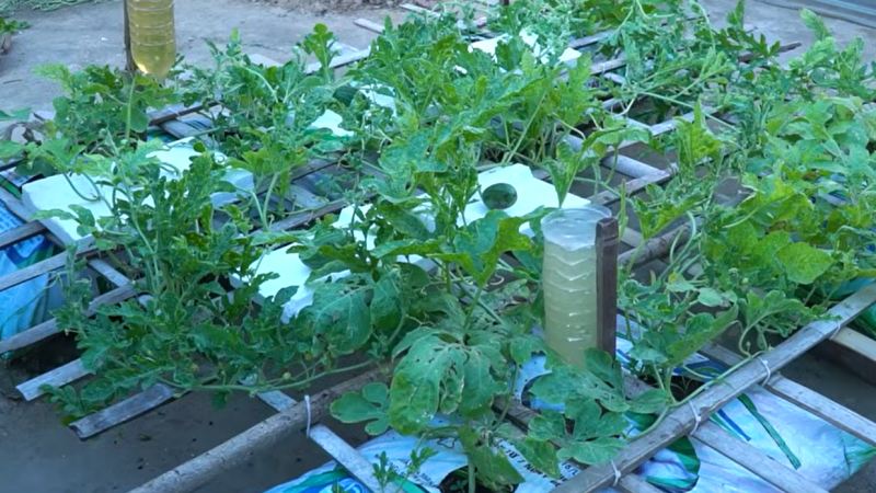 راهنمای کامل کاشت هندوانه شیرین و بزرگ در بالکن و پشت بام