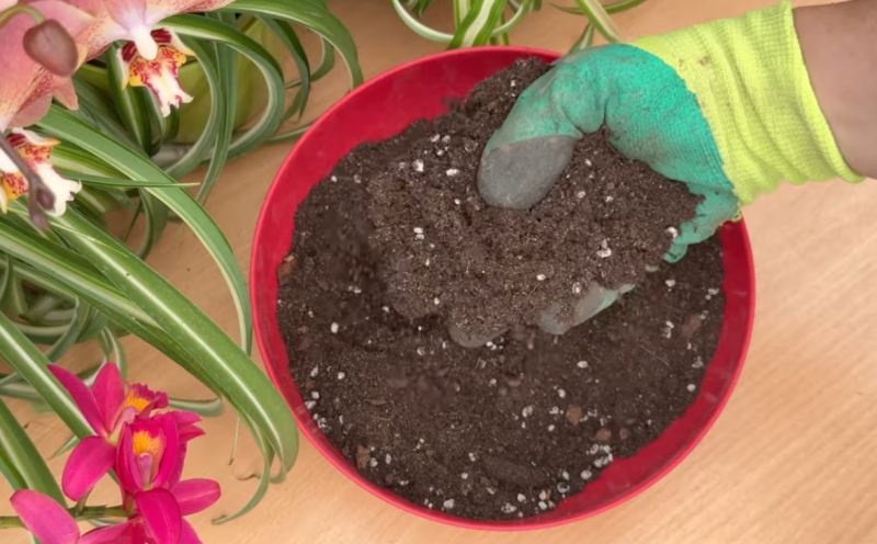 راهنمای کامل کاشت و پرورش انار مینیاتوری از بذر