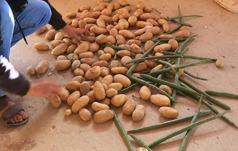 بهترین روش نگهداری از سیب زمینی برای جلوگیری از سبز شدن و جوانه زدن