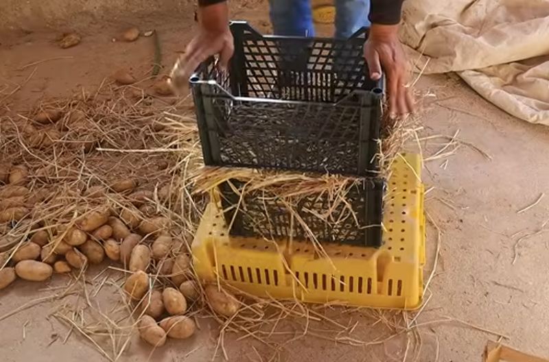 بهترین روش نگهداری از سیب زمینی برای جلوگیری از سبز شدن و جوانه زدن