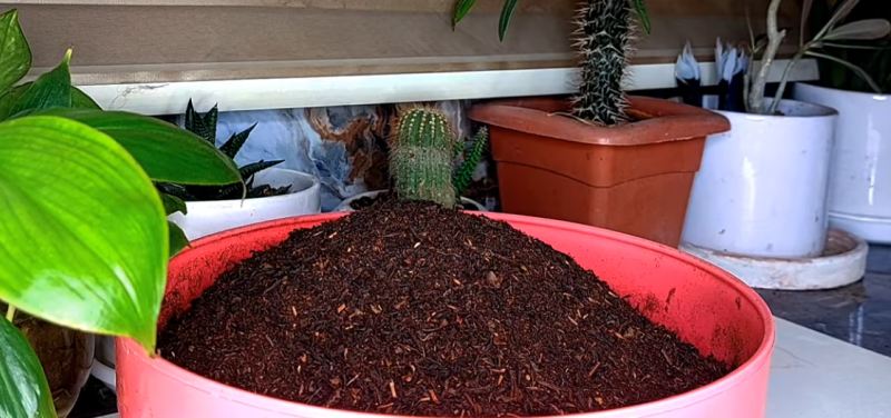 ترفند ترکیب چای اقتصادی و خوش رنگ برای یک سال با هزینه نیم کیلو چای