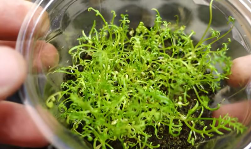 آموزش صفر تا صد کاشت بابونه در خانه با چای کیسه ای