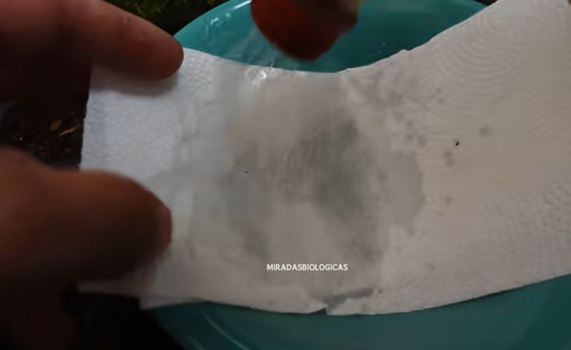 آموزش صفر تا صد کاشت بابونه در خانه با چای کیسه ای