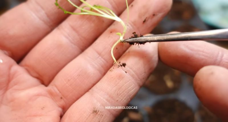 آموزش صفر تا صد کاشت بابونه در خانه با چای کیسه ای