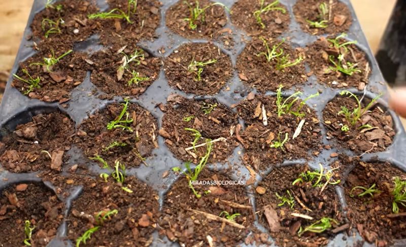 آموزش صفر تا صد کاشت بابونه در خانه با چای کیسه ای