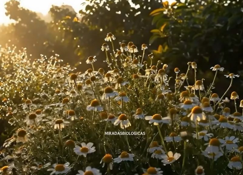 آموزش صفر تا صد کاشت بابونه در خانه با چای کیسه ای
