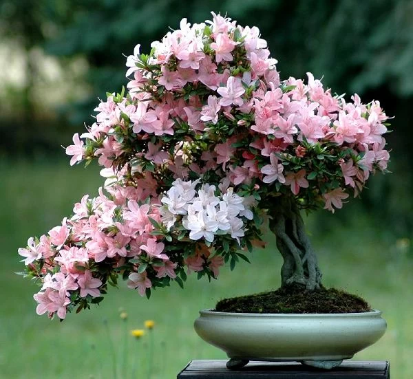 معرفی گیاهان سمی و غیر سمی برای گربه ها