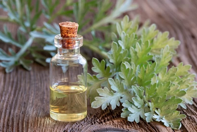 گیاهان خوشبوکننده خانه؛ معرفی ۲۰ گیاه معطر آپارتمانی