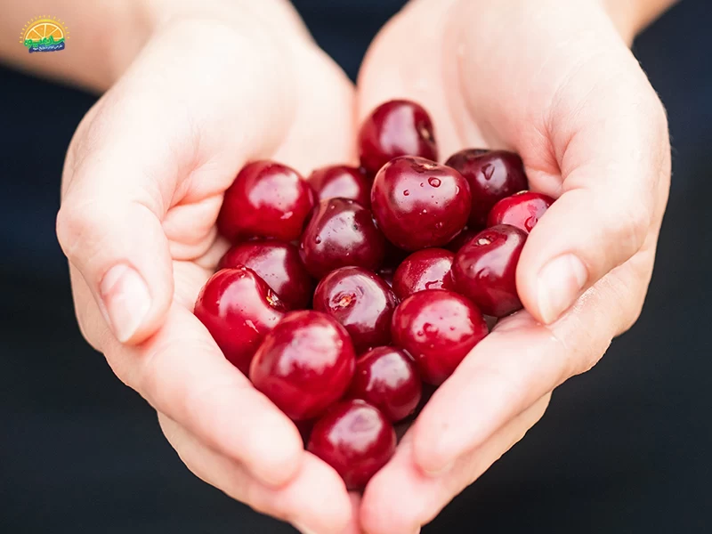 این میوه تابستانی پیشرفت سرطان سینه را کُند می کند