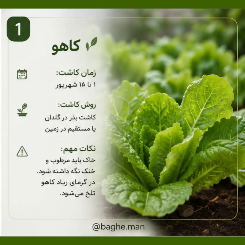 تقویم کاشت سبزیجات در شهریور؛ این سبزیها را حتماً بکارید