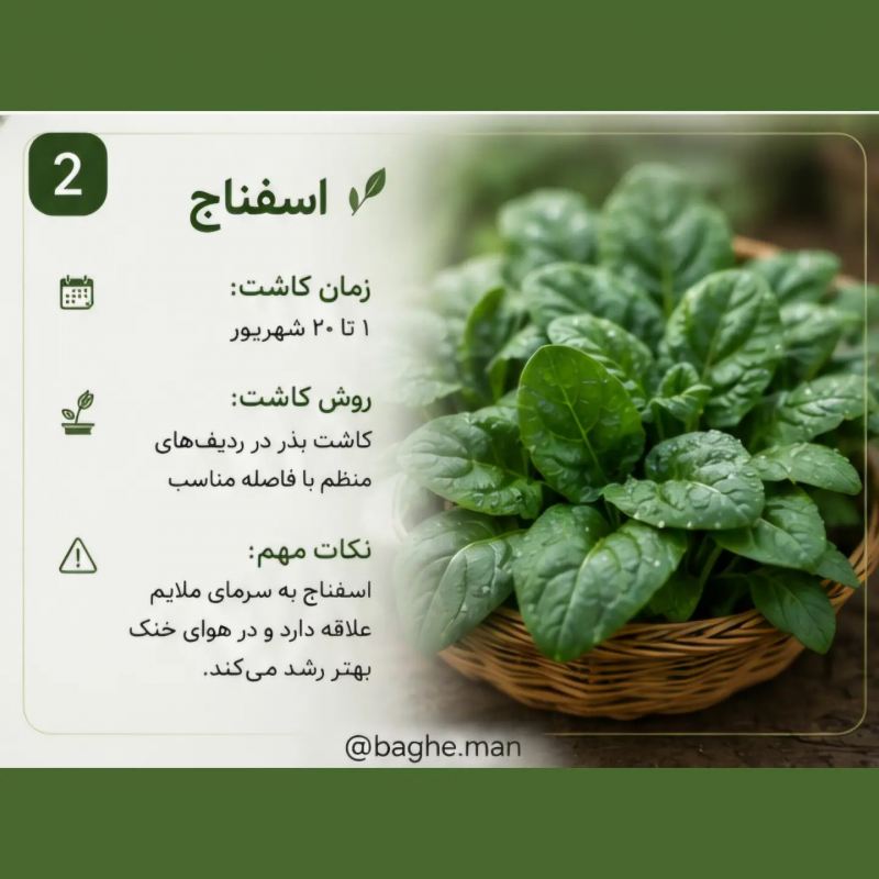 تقویم کاشت سبزیجات در شهریور؛ این سبزیها را حتماً بکارید