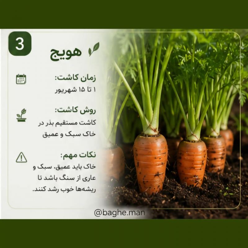 تقویم کاشت سبزیجات در شهریور؛ این سبزیها را حتماً بکارید