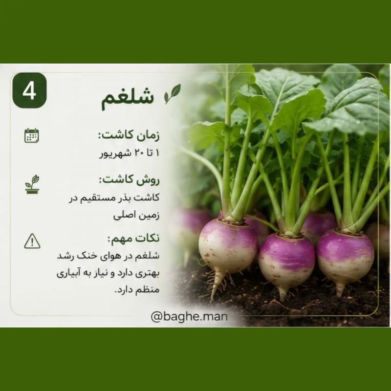 تقویم کاشت سبزیجات در شهریور؛ این سبزیها را حتماً بکارید