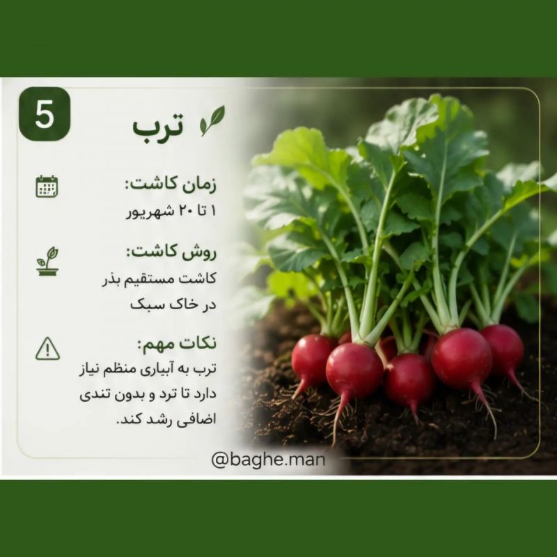 تقویم کاشت سبزیجات در شهریور؛ این سبزیها را حتماً بکارید