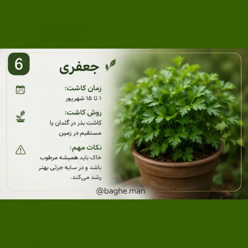 تقویم کاشت سبزیجات در شهریور؛ این سبزیها را حتماً بکارید