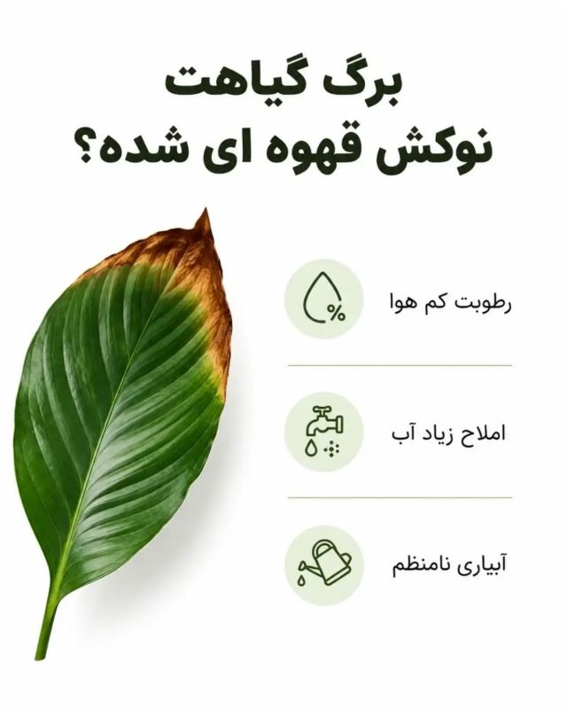 از روی برگ، مشکل گیاه را پیدا کنید / آموزش آسان