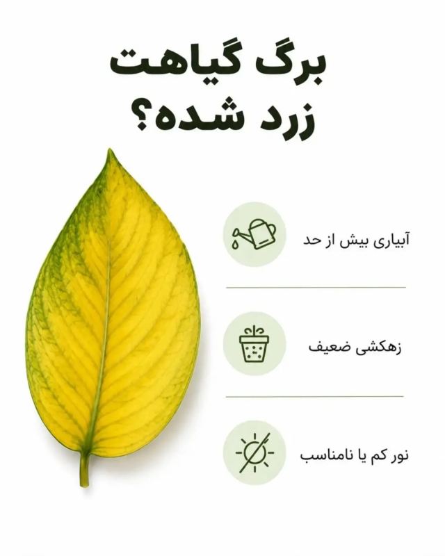 از روی برگ، مشکل گیاه را پیدا کنید / آموزش آسان