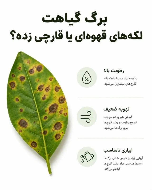 از روی برگ، مشکل گیاه را پیدا کنید / آموزش آسان