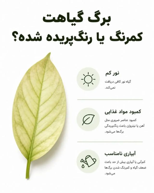 از روی برگ، مشکل گیاه را پیدا کنید / آموزش آسان