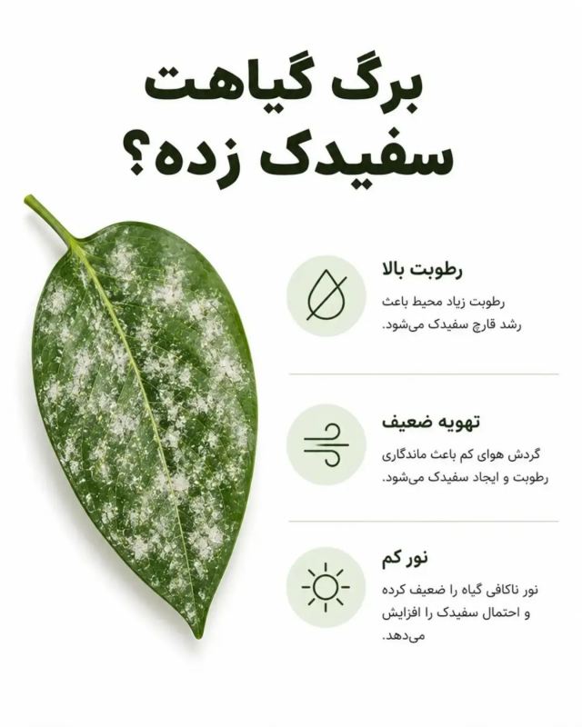 از روی برگ، مشکل گیاه را پیدا کنید / آموزش آسان