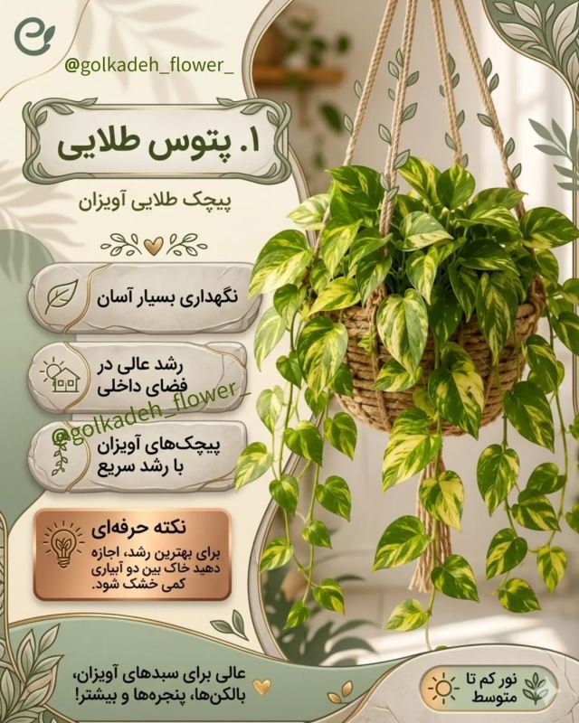 بهترین گیاهان برای گلدان های آویز / زیبا ، خاص و سازگار