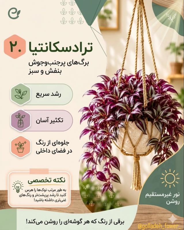 بهترین گیاهان برای گلدان های آویز / زیبا ، خاص و سازگار