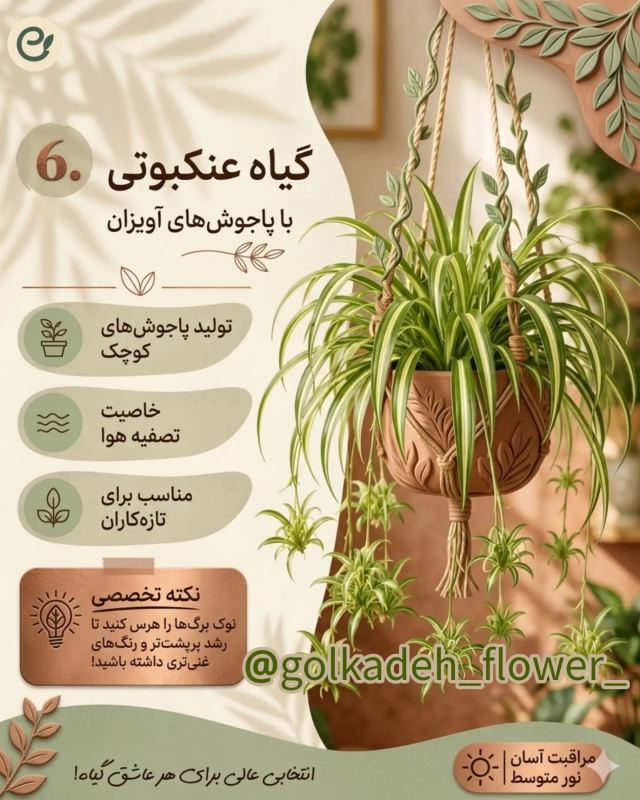 بهترین گیاهان برای گلدان های آویز / زیبا ، خاص و سازگار