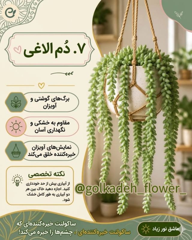 بهترین گیاهان برای گلدان های آویز / زیبا ، خاص و سازگار