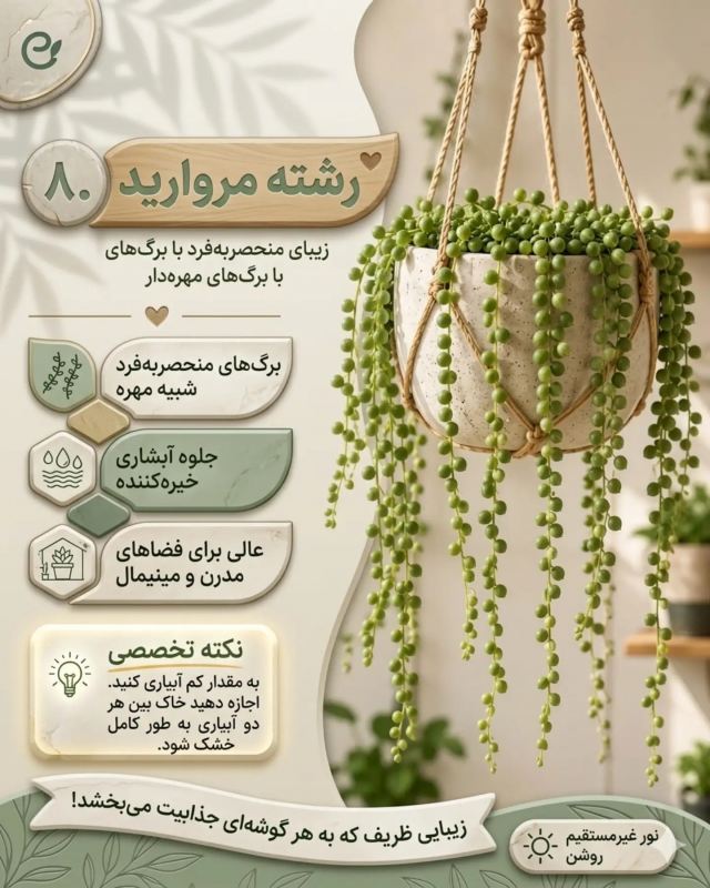 بهترین گیاهان برای گلدان های آویز / زیبا ، خاص و سازگار