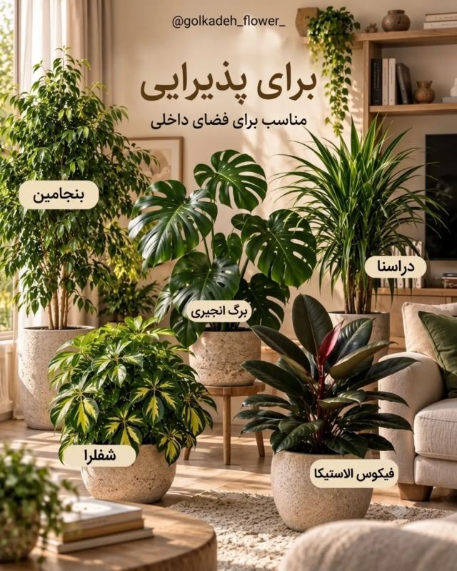 بهترین گیاه برای هر اتاق و قسمت از خانه چیست ؟