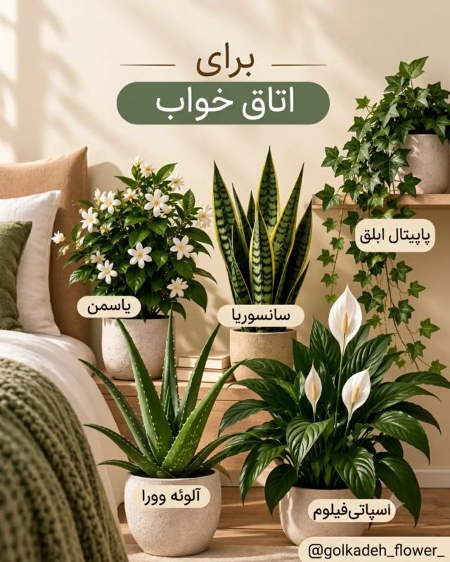 بهترین گیاه برای هر اتاق و قسمت از خانه چیست ؟