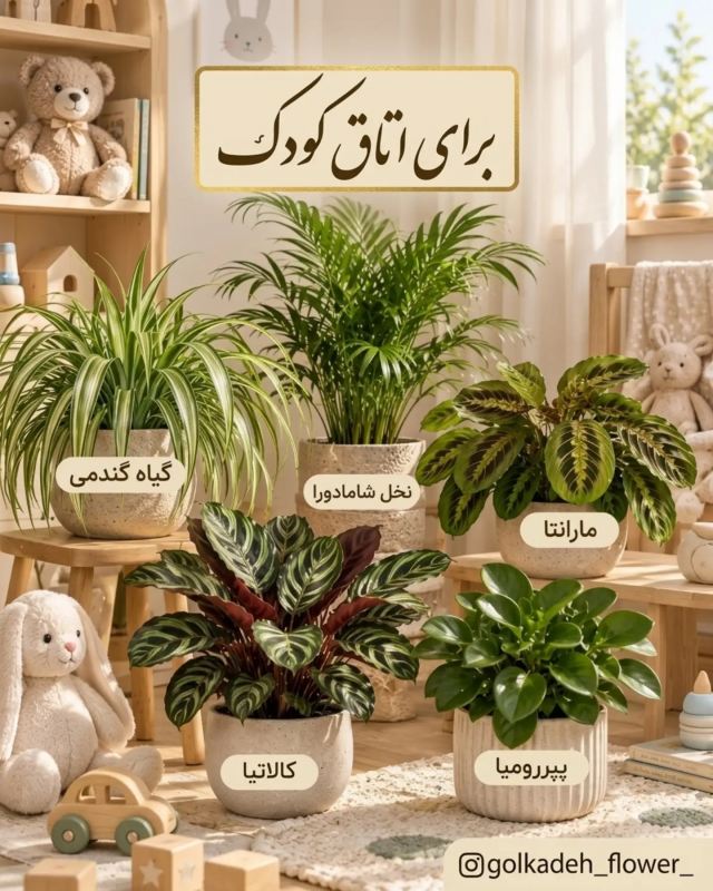 بهترین گیاه برای هر اتاق و قسمت از خانه چیست ؟