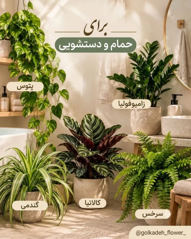 بهترین گیاه برای هر اتاق و قسمت از خانه چیست ؟