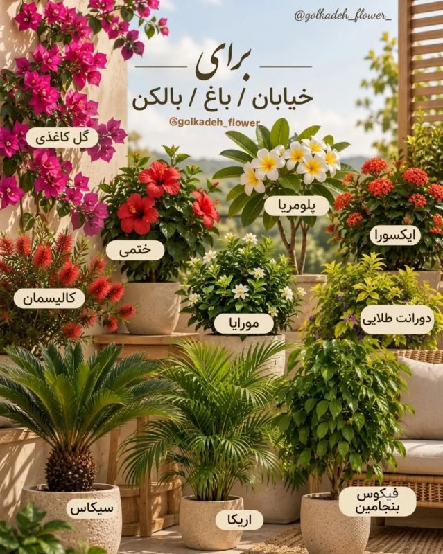 بهترین گیاه برای هر اتاق و قسمت از خانه چیست ؟