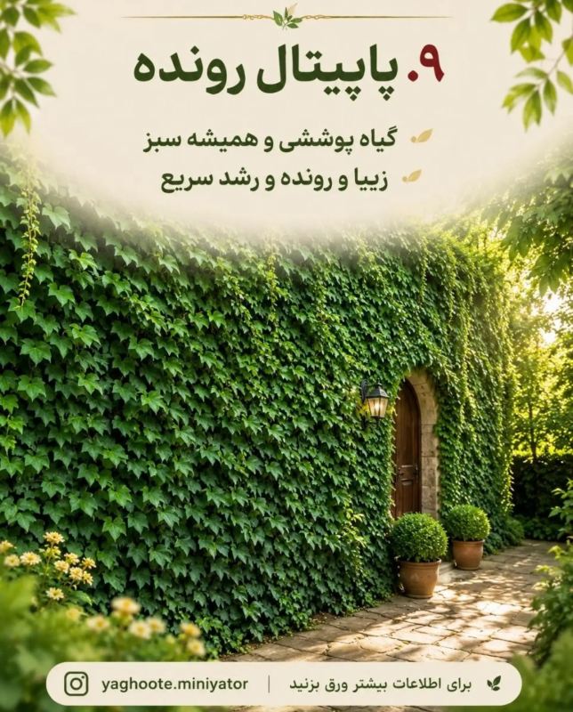 معرفی چندین بالارونده و پیچک که حصار و دیوار شما را سریع می پوشانند