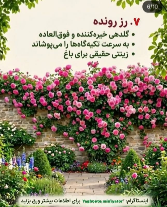 معرفی چندین بالارونده و پیچک که حصار و دیوار شما را سریع می پوشانند